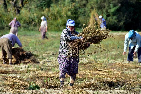Muğla'nın Susamına Yunan Ve Japon Ilgisi 3 749e289e5c786f0a23b24df8ded88919