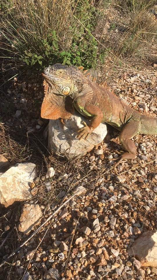 Bodrum'da Sokakta Bulunan Iguana, Koruma Altına Alındı. 4 IMG 20181221 WA0016