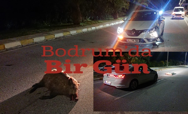 Havalimanı Girişinde Otomobilin Çaprtığı Domuz Telef Oldu 13 150420211546422389003 2