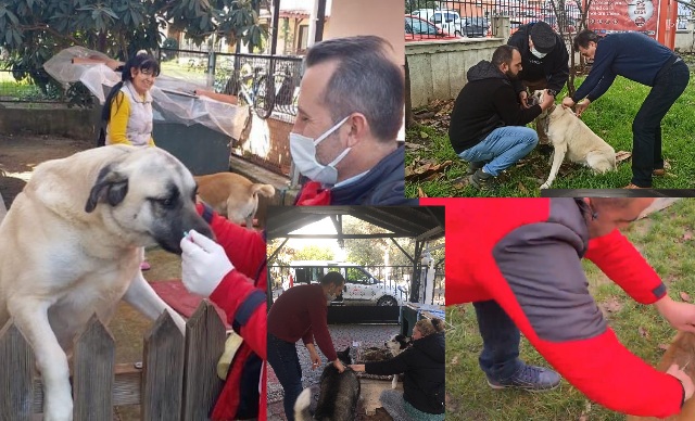 Muğla 'Da 1075 Adet Köpek Kayıt Altına Alındı 6 190120221402309431112 1 4