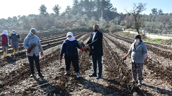 52 Bin Lavanta Fidesi, 1.500 Defne Ve 3 Bin Keçiboynuzu Fidanı Dağıtıldı 2 20201222 122815