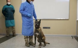 K9 köpekleri Kovid-19 hastalarını teşhis edecek