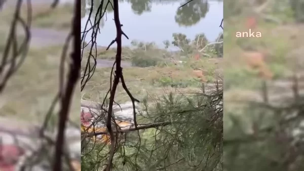 Hilton Oteli'nin Golf Sahası Projesi Protesto Edildi 10 mugla sarigerme de golf sahasi icin agaclarin 17331323 amp e1715805982132