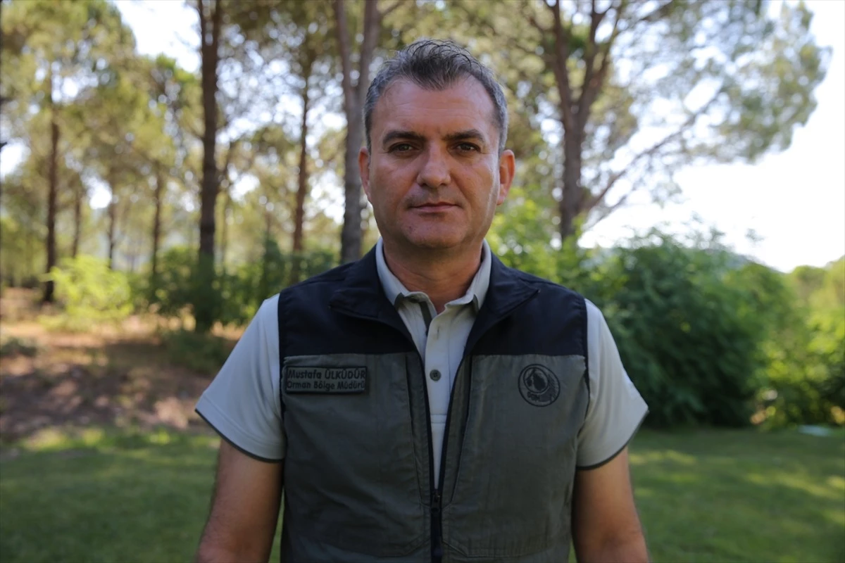 Muğla'da Yangın Sonrası Ormanlar Yeniden Yeşeriyor 8 mugla da yanan ormanlik alanlar yeniden yeser 17564295 amp
