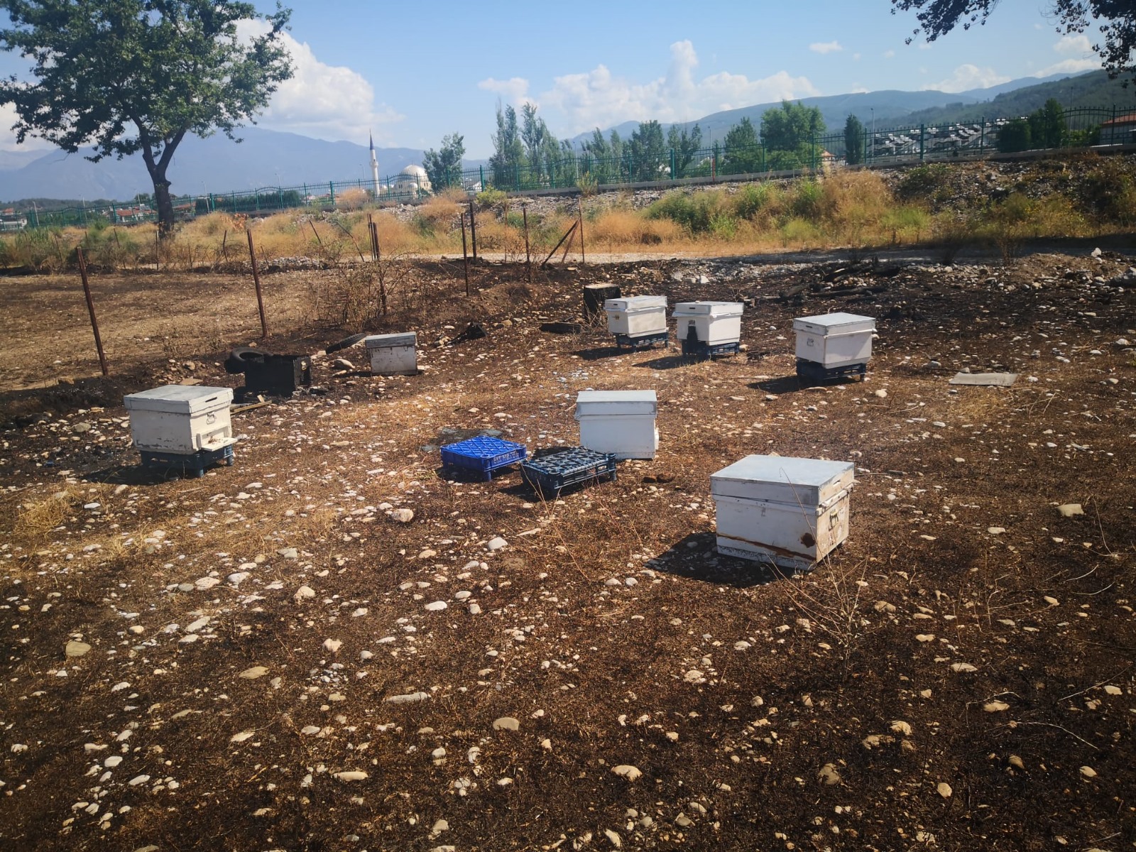 MUĞLA ÜRETİCİSİNE YAKLAŞIK 30 MİLYON TL TAZMİNAT ÖDENDİ 16 IMG 20240806 WA0020
