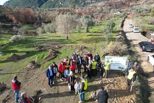 Yangından Zarar Gören Arazilere Zeytin Fidanı Dağıtımı 1 hl 53688950156