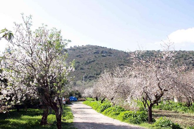 Datça’da Badem Ağaçları Çiçek Açtı 8 474620401 1206076917912792 3434058755294993268 n