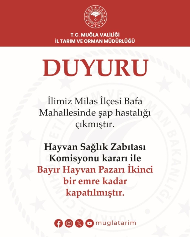 Milas'ta hayvan pazarı şap hastalığı nedeniyle kapatıldı 1 476513423 18132262360386826 6659698672703110964 n 1 scaled e1738839720112