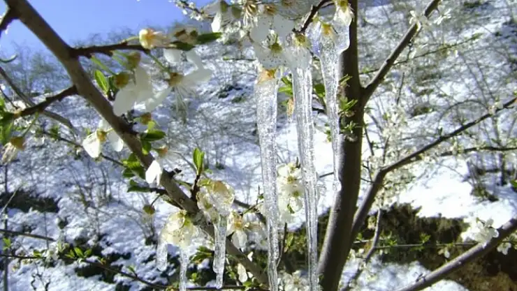 meteoroloji den mugla icin zirai don uyarisi h60953 71c2a