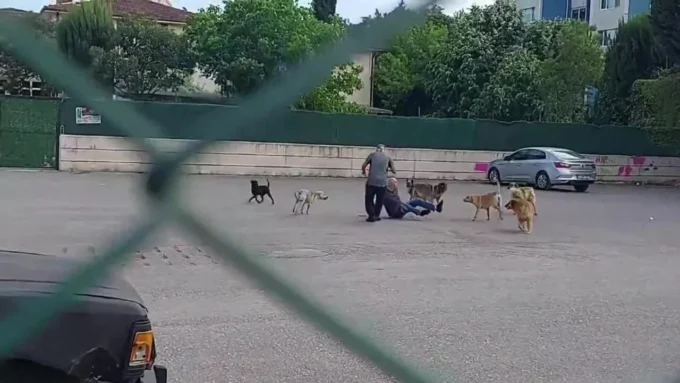 Parkta çocuk sokak köpeğinin saldırısına uğrayan çocuk ağır yaralandı 12 1084055357 161 0 1441 720 1920x0 80 0 0 1ce7021e157af71a36ba73e0e7f01a3e.jpg scaled e1747735583595