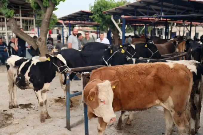 Kurban Bayramı İçin Kesim Ücretleri ve Yeni Düzenlemeler Açıklandı 9 aw462316 02 1748161023 IzxbF1 scaled e1748250693508