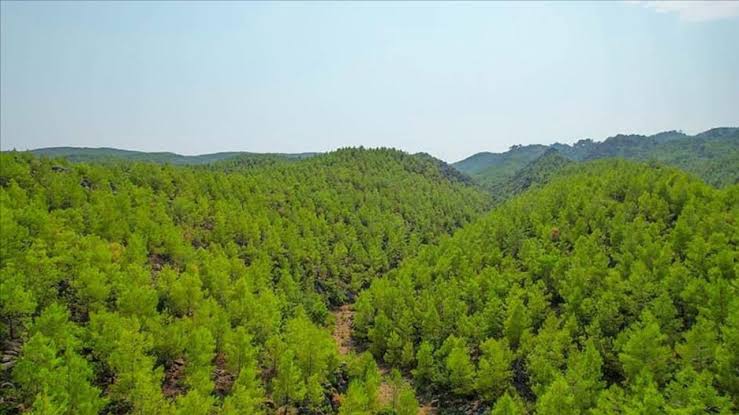 Muğla’da 50 Ormana Giriş Yasaklandı 1 images 2 9