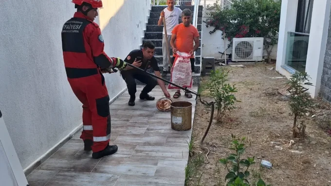 Evine girdiği sırada zehirli yılanla karşılaştı 10 yilan e1749588871164