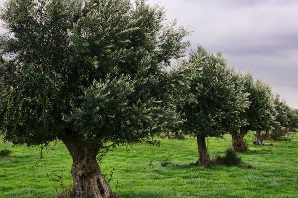 MUĞLA ODALARI VE BORSASINDAN ORTAK AÇIKLAMA 5 images 1