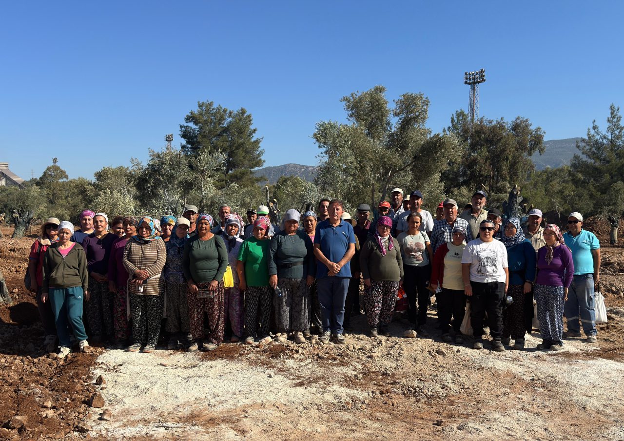 Bölge halkı taşınan zeytinleri yerinde gördü 7 foto 2 scaled