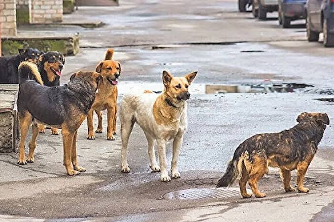 Sahipsiz sokak hayvanları için sayım talimat! 19 images 6