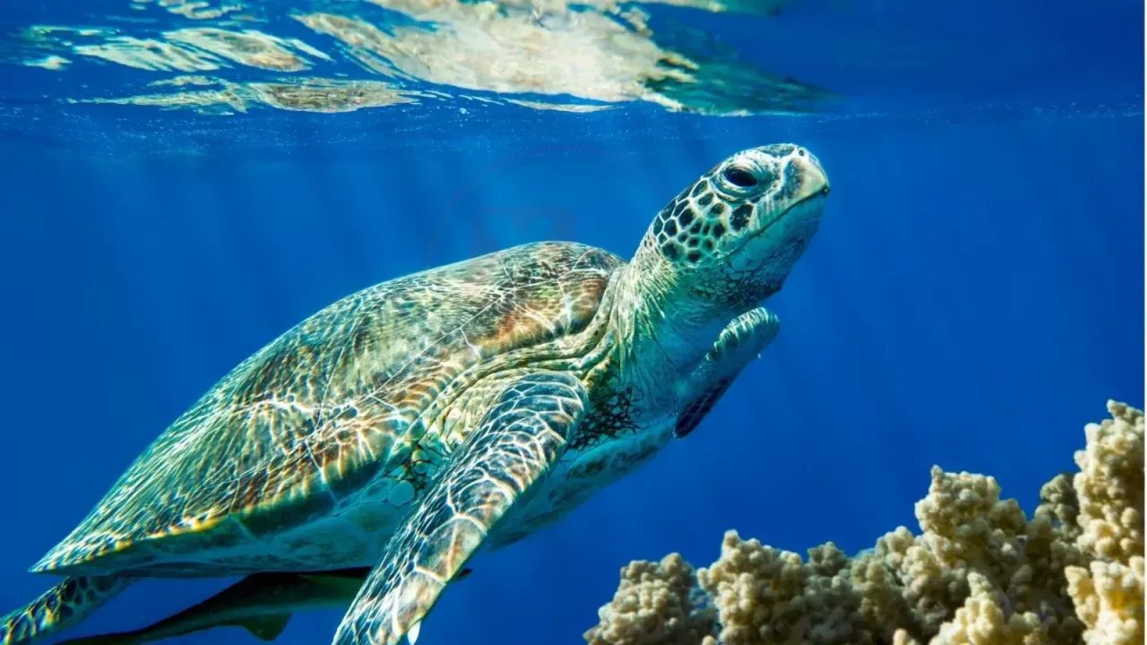 Kaplumbağaların elle beslenmesi yasaklandı 14 caretta