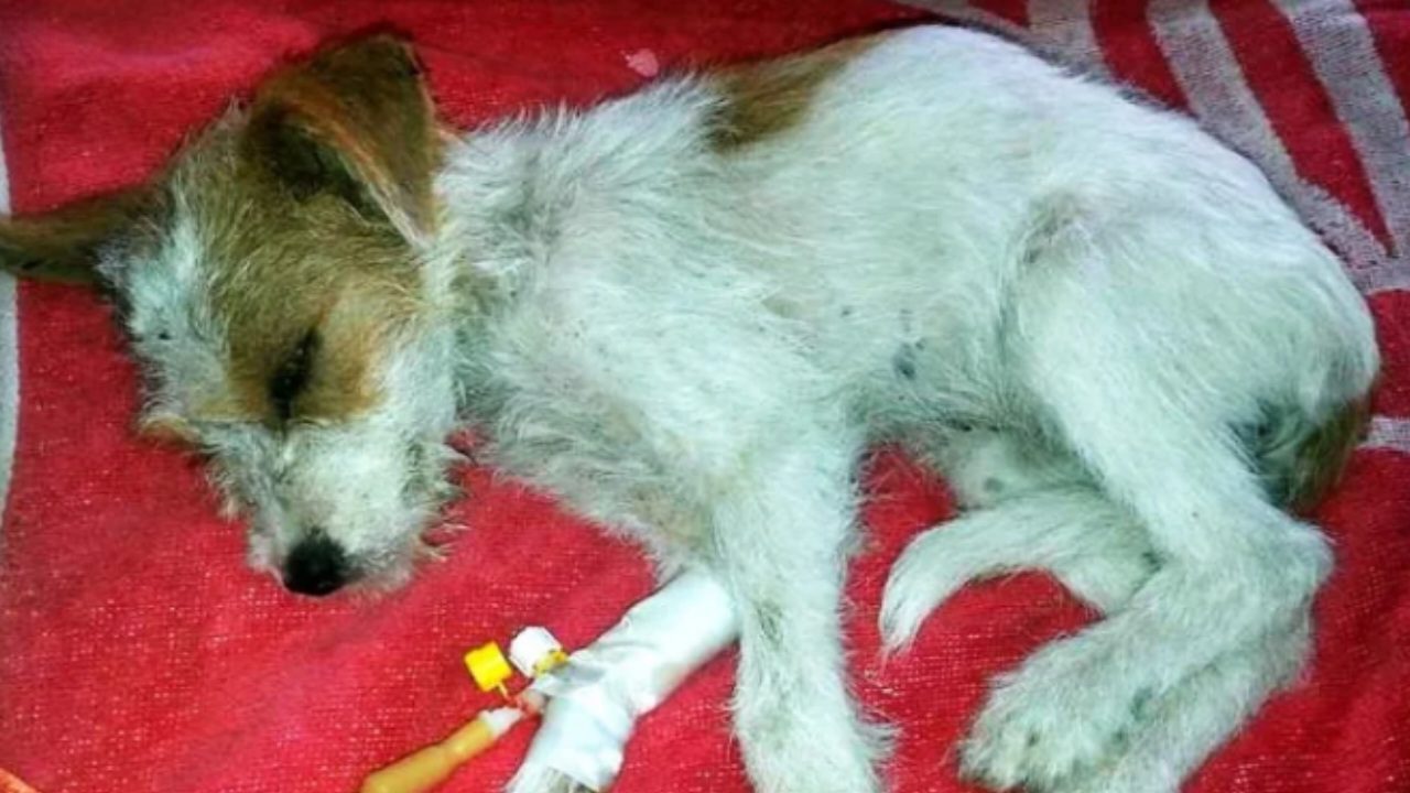 Bodrum'da yavru köpekleri tüfekle vuran kişiye gözaltı 1 3 1762896737 vLFKcY