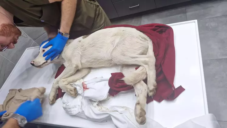 Bodrum'da bir yavru köpeği öldüren şüpheli tutuklandı 7 6915dcb0d85d01893742bf7f