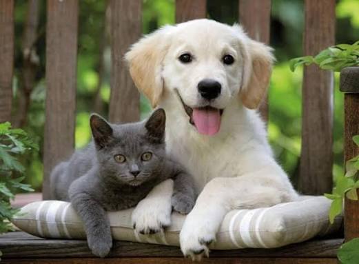 Evcil Kedi ve Köpek Sahiplerinin Dikkatine❗️ 10 images 1 8