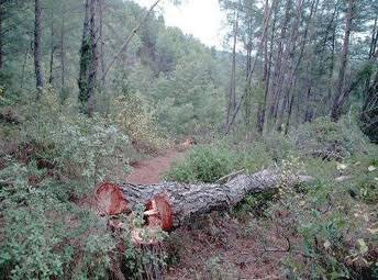 OGM’den kaçak kesimlere karşı 7/24 koruma 9 images 9