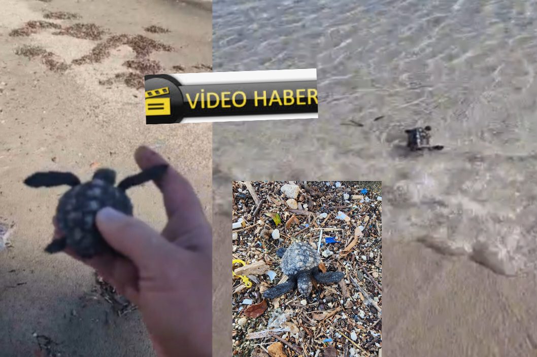 Çöplerini arasında yavru caretta carettayı denizle buluşturdu 2 Screenshot 20260109 151858 Instagram