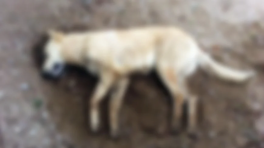 Çöp kamyonunun altinfa kalan 2 köpek telef oldu 18