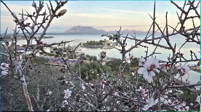 Datça'da badem ağaçları çiçek açtı 9 images 2
