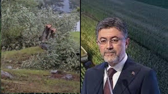Tarım ve Orman Bakanı İbrahim Yumaklı kesilen zeytin ağaçlarına sert tepki 1 images 1 1