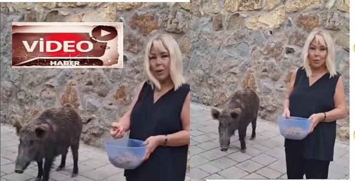 Safiye Soyman, Bodrum'da yaban domuzunu elleriyle besledi 17 cbfef12c c5de 48b2 b70d 566c75cf7c83 1