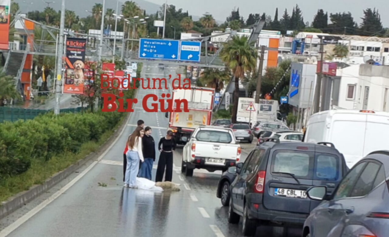 Aracın çarptığı köpek için seferber oldular 5 20260403 213611 1 scaled