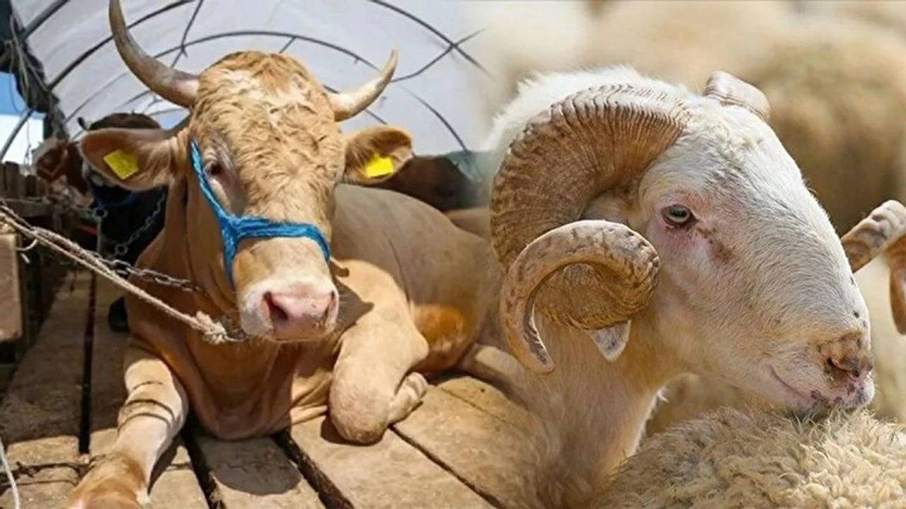 kurbanlik fiyatlari belli oldu 2025 buyukbas ve kucukbas kurban fiyatlari ne kadar iste koyun tosun koc dana keci fiyatlari 30i6