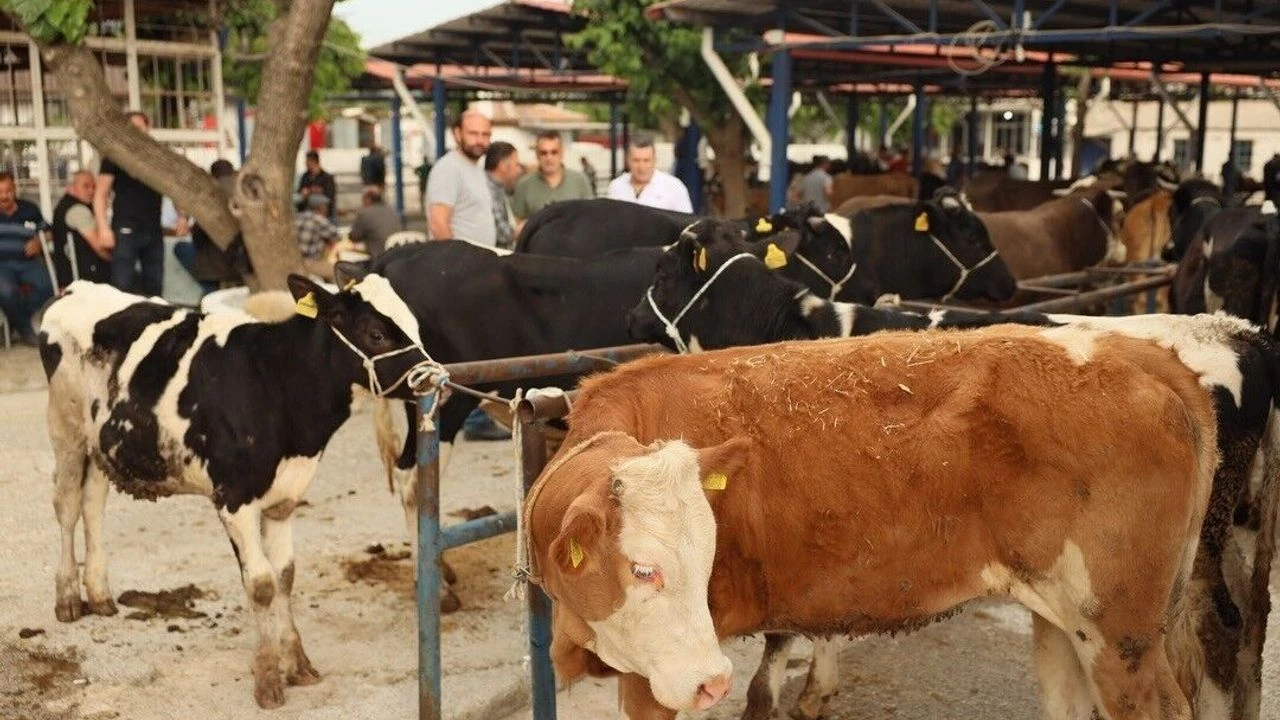 Muğla’da Kurban Kesim Ücretleri Belli Oldu! 20 muglada kurban kesim ucretleri belli oldu