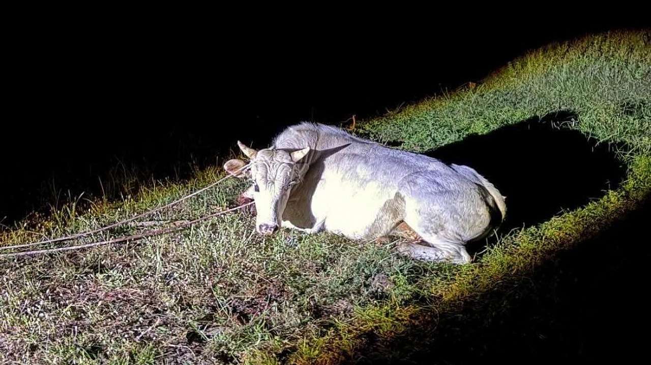 Milas'ta inek silahla vurulmuş halde bulundu 12 asd 1780475713 SgPoqj