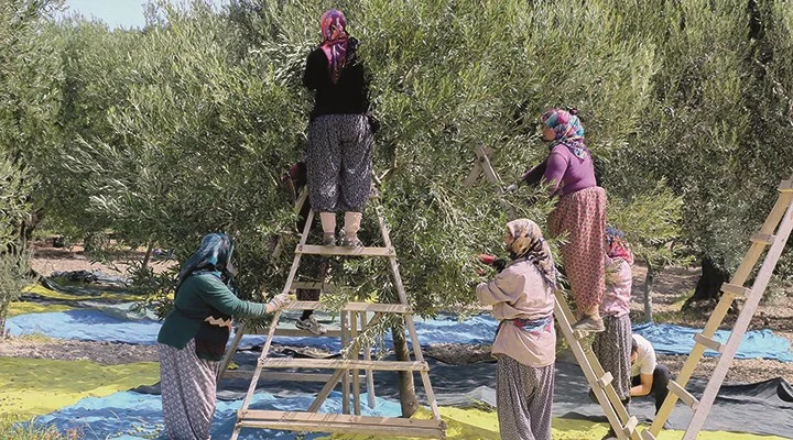 ege de zeytin hasadi dertli basladi 1083688 5