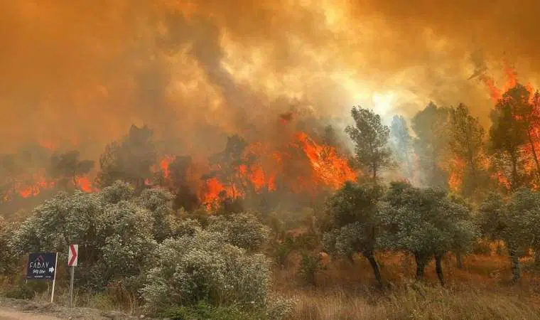 Muğla’daki orman yangınında 1 kişi gözaltına alındı 21 kapak 155810