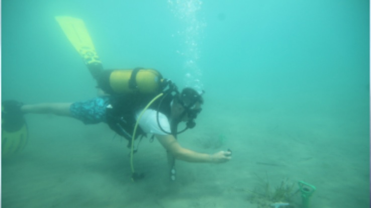 Deniz çayırları projesinin akademik sonuçları açıklandı 2 images 15