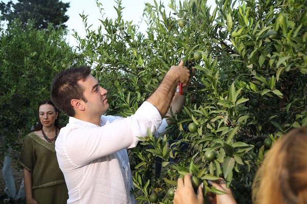 Yeşil Bodrum Mandalini Hasadi Devam Ediyor 5