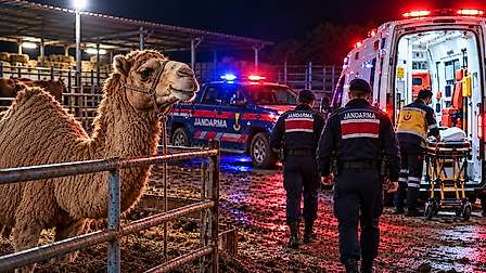 Devenin sağ kolunu ısırması sonucu ağır yaralandı. 22 milas ta gece saatlerinde deve 1791017249 KzrNuQ
