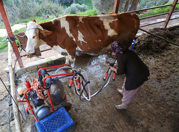 -Üreticilerin Kaderi Süt Birliği Ile Değişti 1 4 8