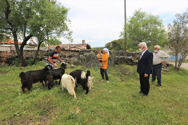Buyuksehir uc ilcede Kil Kecisi Dagitacak 1