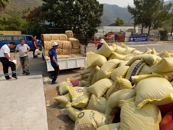 Buyuksehirden Yangin Magduru Ureticilere 368 Ton Hayvan Besini Destegi 3