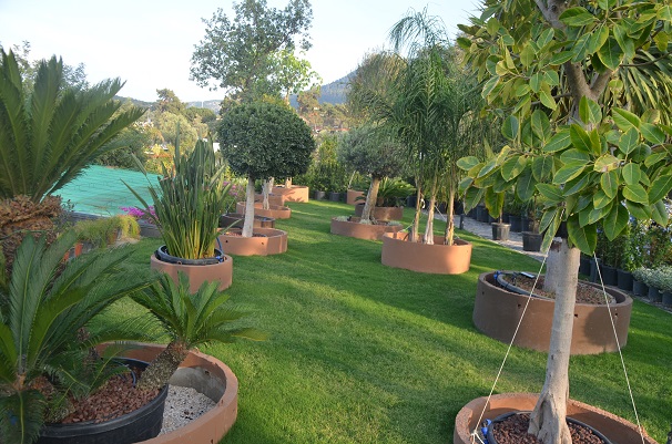 Vita Botanik Bodrum'a Değer Katıyor 7 DSC 0422 2
