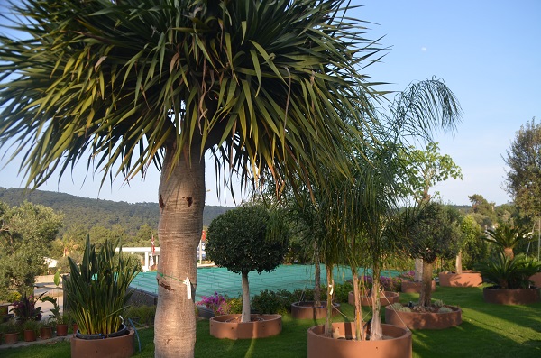 Vita Botanik Bodrum'a Değer Katıyor 8 DSC 0430 1