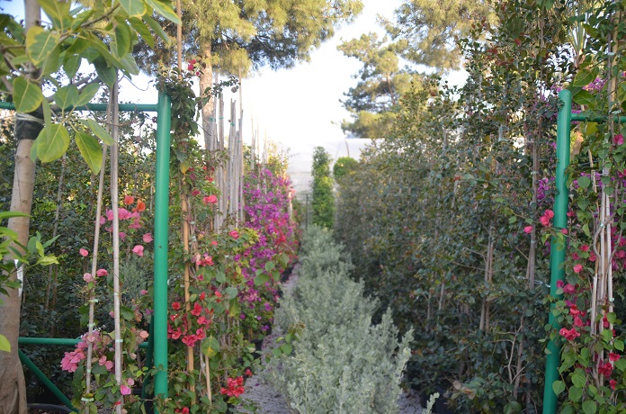 Vita Botanik Bodrum'a Değer Katıyor 10 DSC 0438 2
