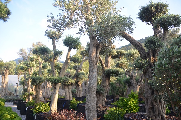 Vita Botanik Bodrum'a Değer Katıyor 11 DSC 0448