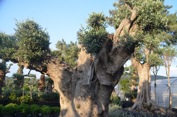Vita Botanik Bodrum'a Değer Katıyor 12 DSC 0457