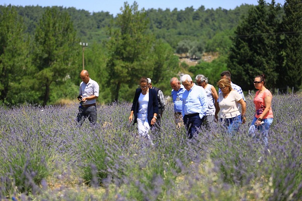 Muğla’da Büyükşehir 97 Bin 599 Aromatik Bitki Dağıttı 5 Muglada buyuksehir 97 bin 500 aromatik bitki dagitti 2