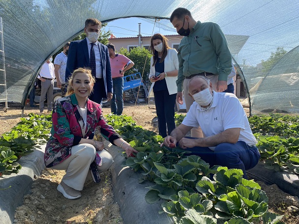 Vali Hanim cilegi