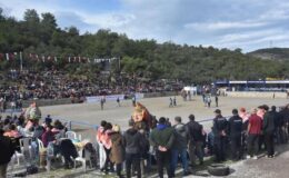 Bodrum ‘da geleneksel deve güreşi festivali yapıldı